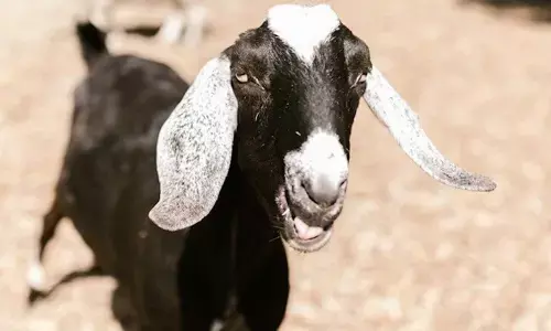 For representational purpose