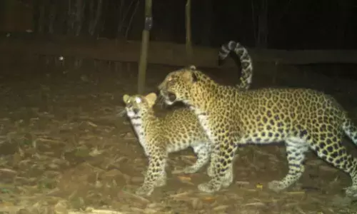 Tigers in Papikonda Natinal Park