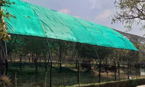 SV Zoo keeps animals cool with sprinklers