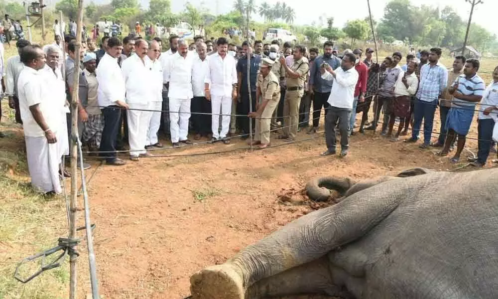 Minister Peddireddi Ramachandra Reddy along with Pileru and Thamaballapalli MLAs visited the field where an elephant died due to electrocution at Cherukuvari Palli in Sadum mandal on Saturday