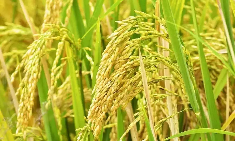 Political frenzy over paddy procurement