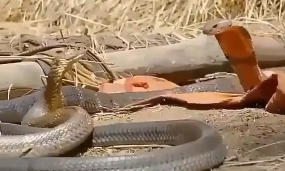 Watch The Trending Video Of Two Snakes Twirling Each Other