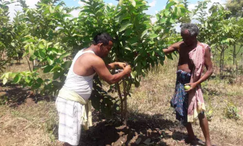 Photographer turns successful farmer
