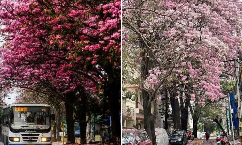 Bangalore Turns Pink with Tabibuea Rosea Flowers, you cannot take your eyes off such Beauty