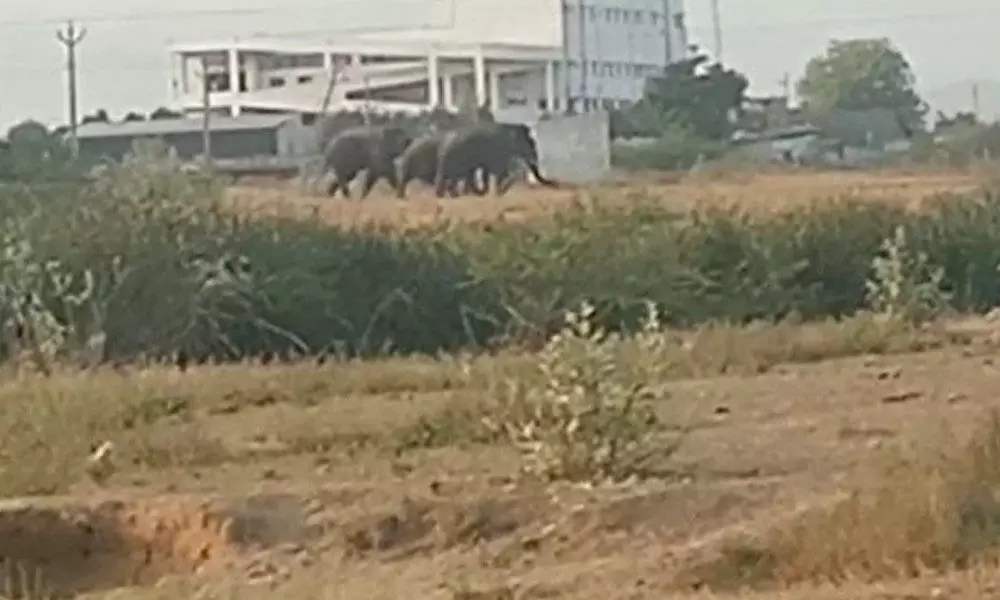 Three male elephants spotted at Thukivakam area under Renigunta mandal, just 2 kms away from Tiruchanur on Wednesday.