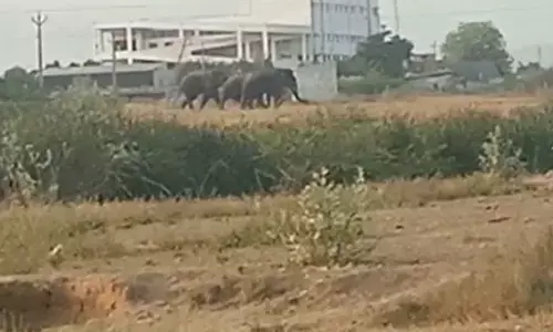Three male elephants spotted at Thukivakam area under Renigunta mandal, just 2 kms away from Tiruchanur on Wednesday.