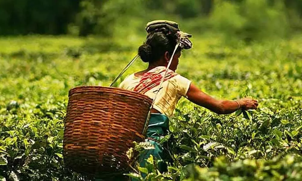 Sri Lankan crisis: Indian tea exporters to benefit