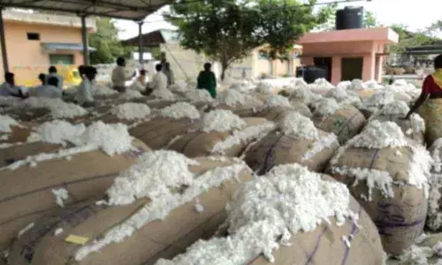 Adoni agriculture market flooded with cotton produce