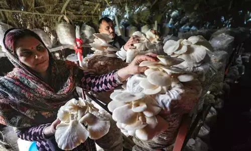 Researchers Discovered Communication Between Mushrooms