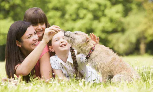 Protect your furry friends from heat