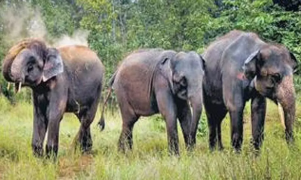 Number Of Elephants Increased In Tamil Nadu During Past Five Years