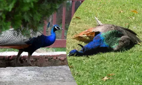 For representational purpose