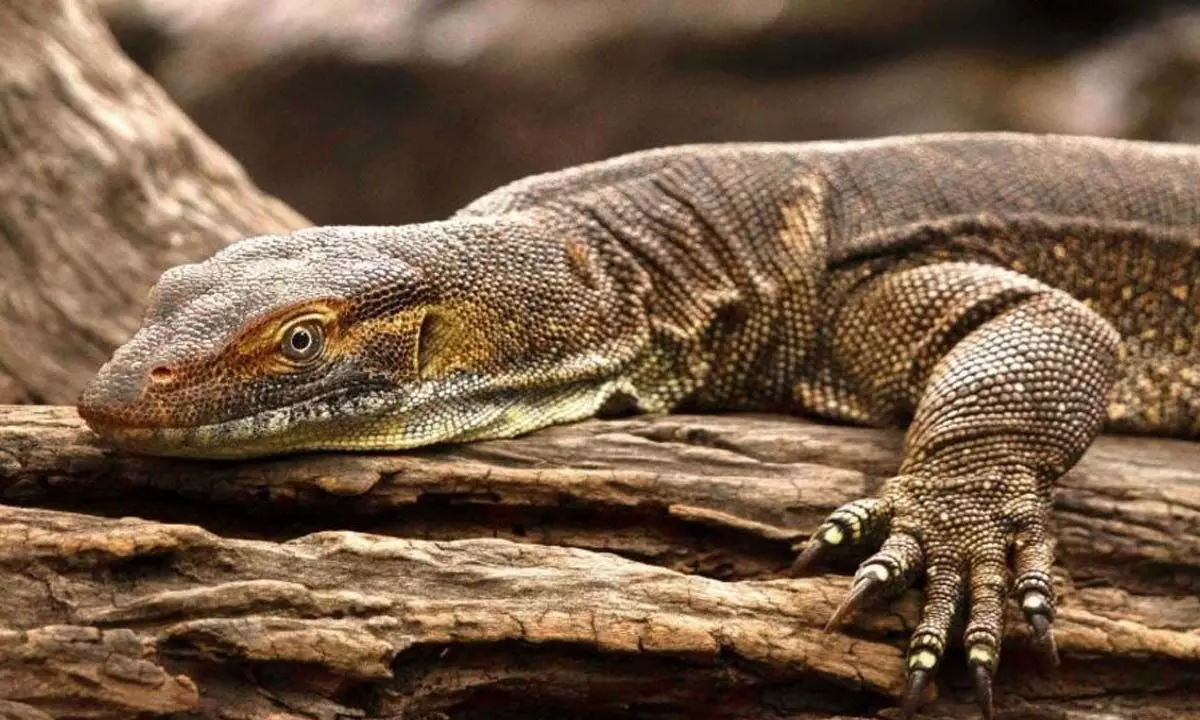 Four Men From Maharashtra Detained For Raping Bengal Monitor Lizard