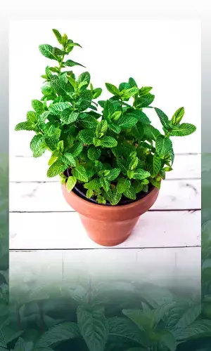 7 Ways to use Mint Leaves from your Garden
