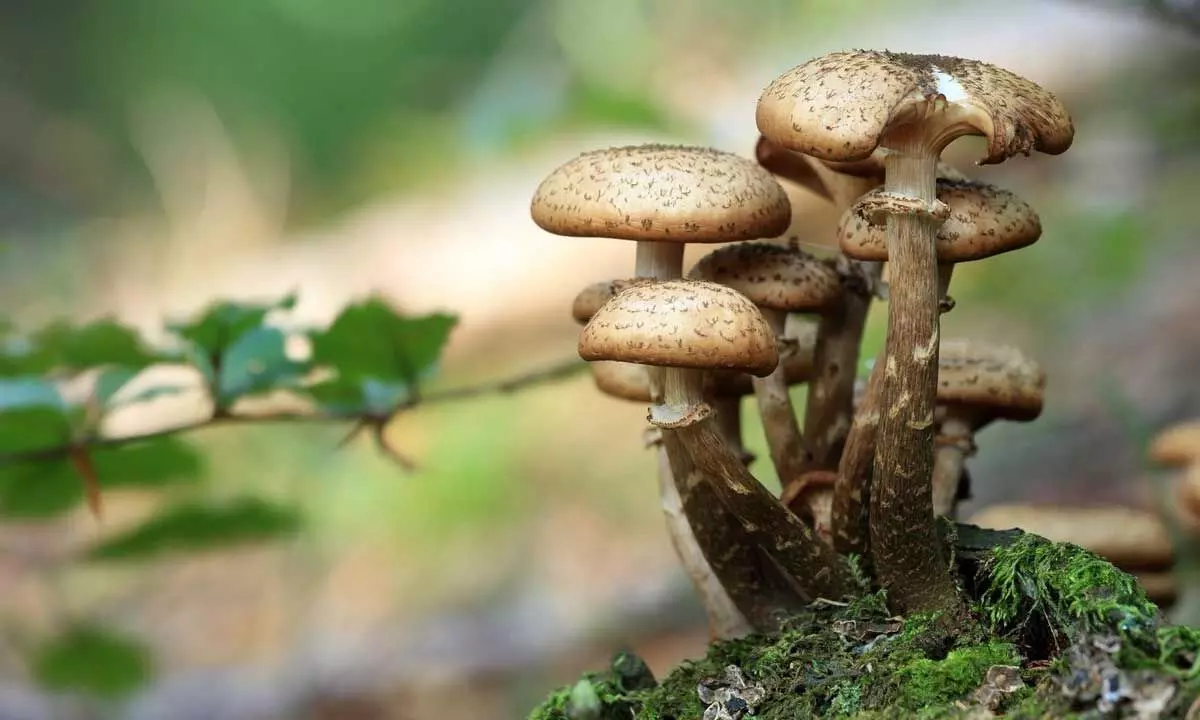 Magic mushroom helps open up brains of people with depression: Study