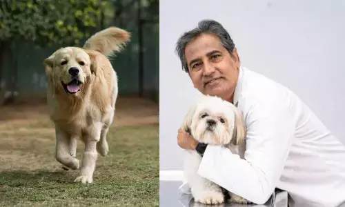 The pet parents guide to diet and nutrition for dogs