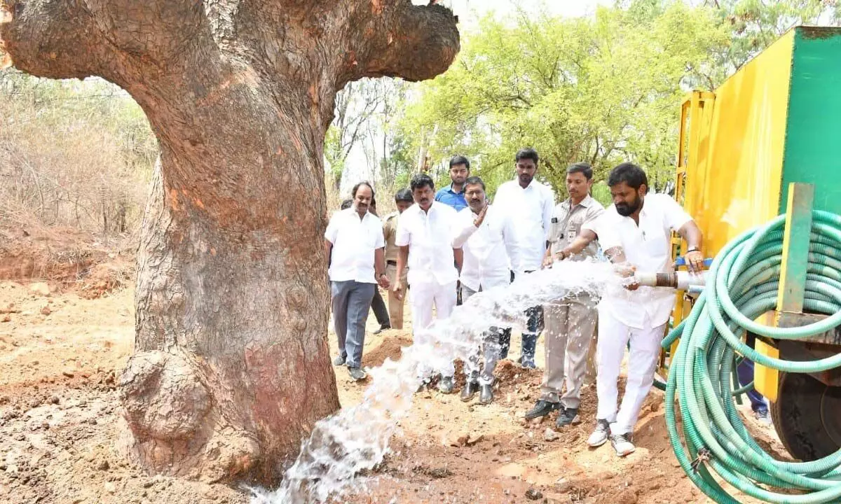 4 100-year-old trees translocated in Mahabubnagar