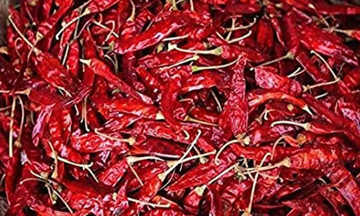 Guntur: Falling chilli prices worry farmers