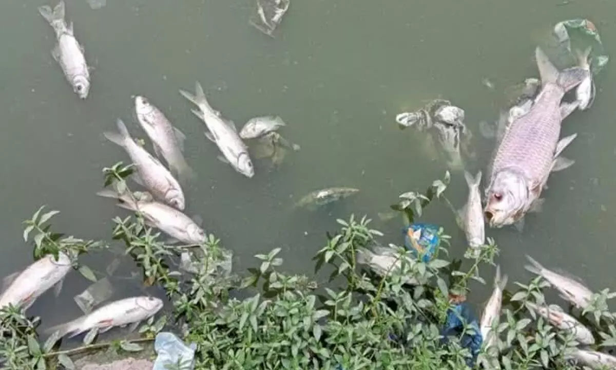 Thousands of fish found dead in Hebbal lake