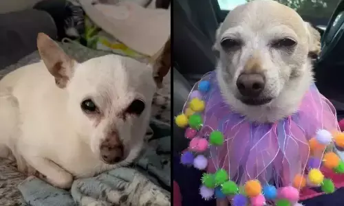 Born January 9, 2001, TobyKeith is the oldest living dog | Courtesy: Guinness World Records