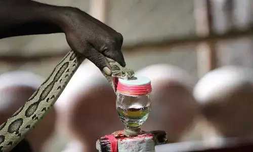 Anti-venom shortage: Irula society to get permission to catch snakes