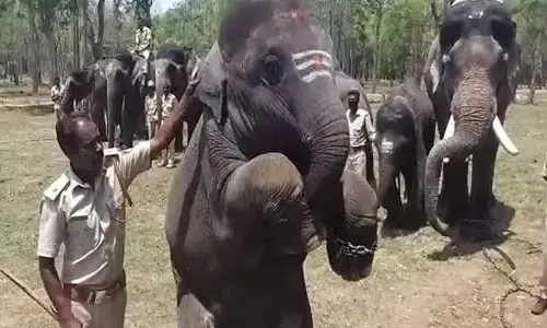 New elephant camps to boost tourism