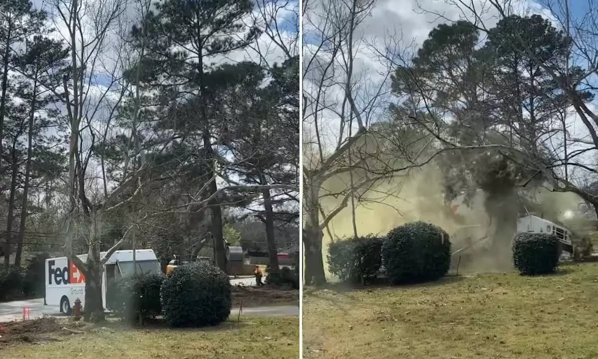 Watch The Trending Video Of Pollen-Filled Tree Falling On FedEx Truck