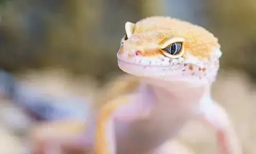 Representational image