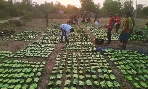 Bonus, allowance for Kendu leaf pluckers