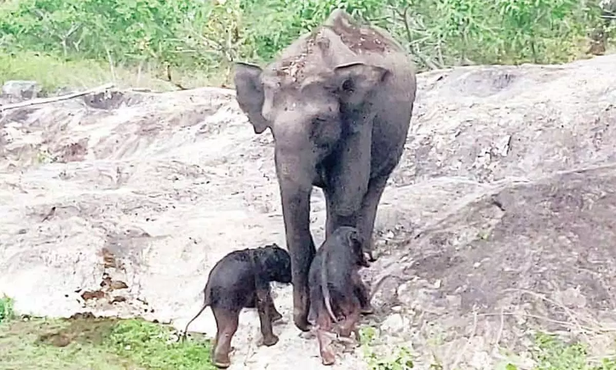 Elephant gives birth to twin calves in Chamarajanagar