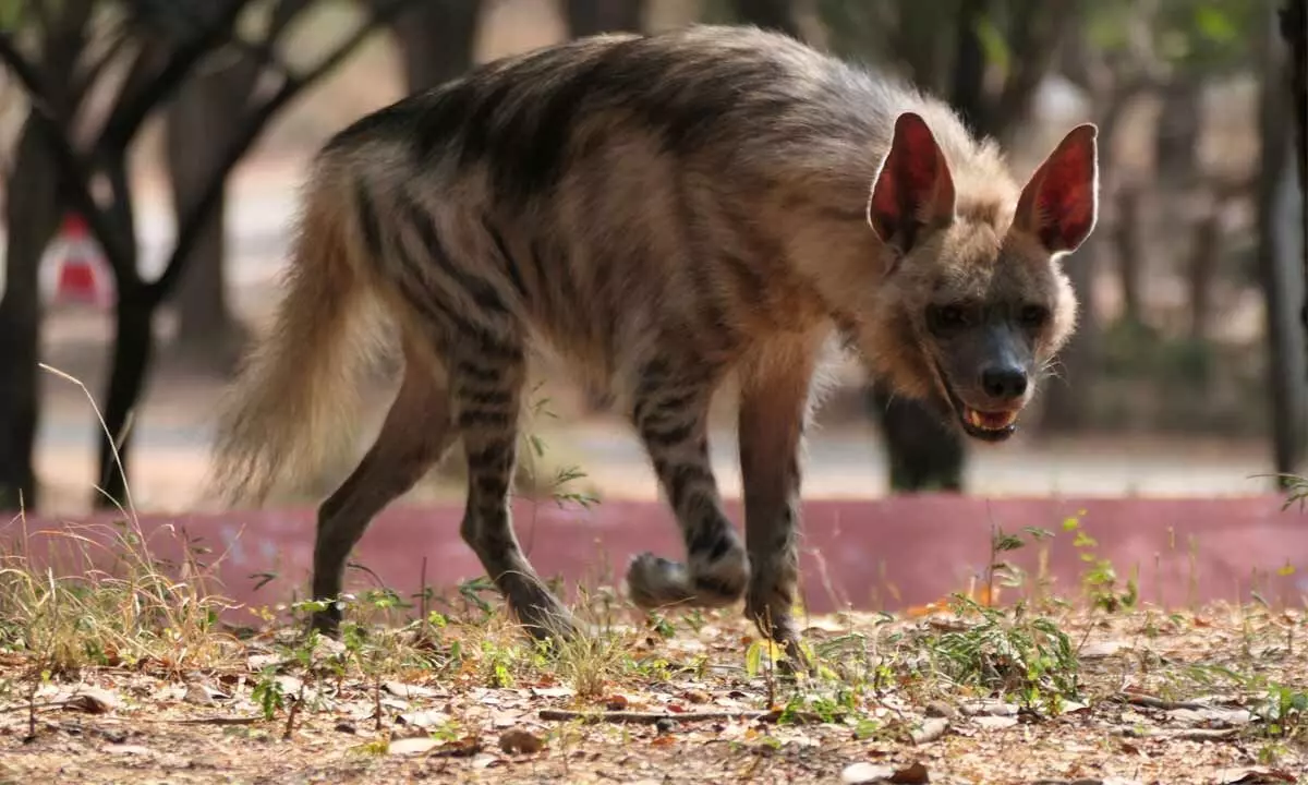 The new Hyena at SV Zoological park in Tirupati