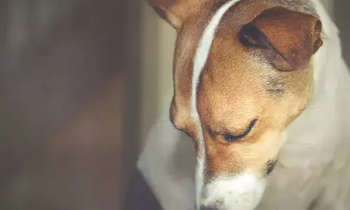 Stray dog run over by car in Bengaluru