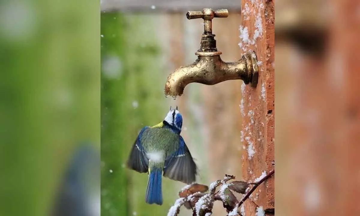 Summer woes: Birds suffer, struggle to keep cool