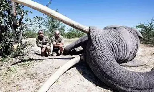 Largest Tusker Killed By Trophy Hunter In Botswana