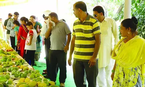Mysuru preparing to host mango mela after a gap of two years