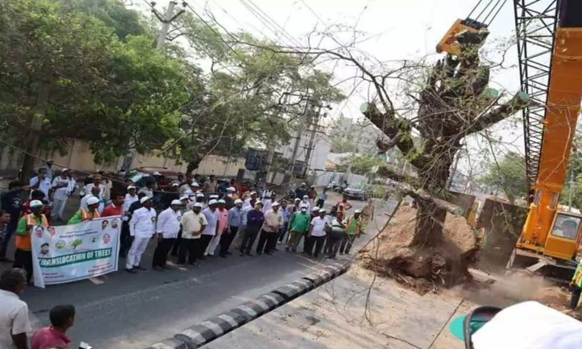 Five 50-year-old trees translocated in Nalgonda
