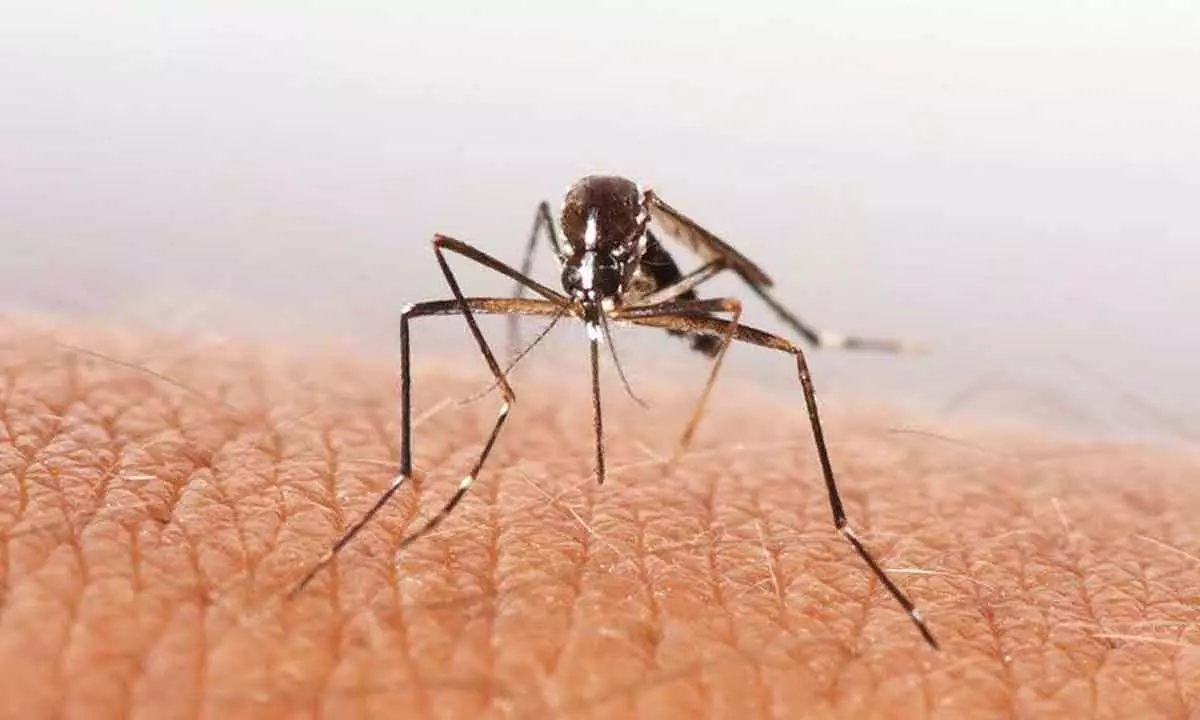 Malaria cases drastically come down in Bhadrachalam Agency