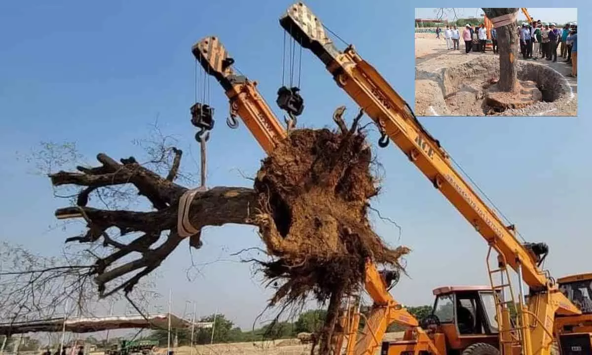 An age-old tree is being translocated in Nalgonda on Tuesday