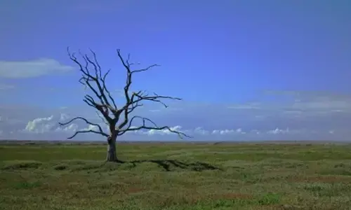 75% reduction in meat consumption can help beat climate change: Study