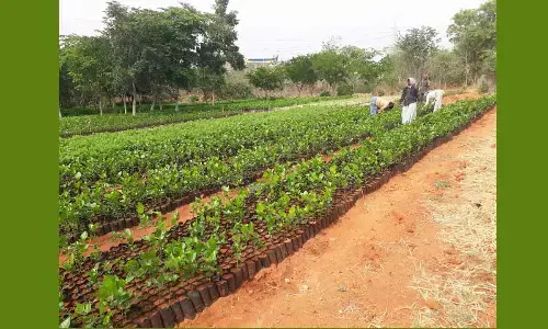 UBD wings plan to propagate nurseries bearing fruit