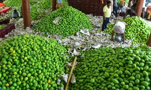 No Sweet News: Low mango yield sparks price rise