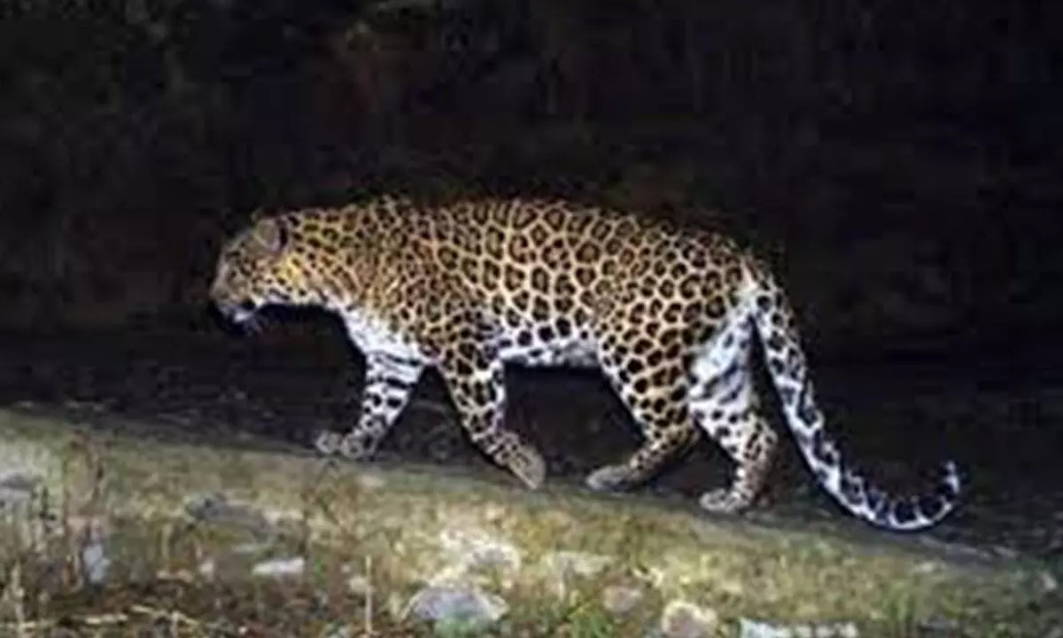 Leopard movement in Sangareddy triggers panic