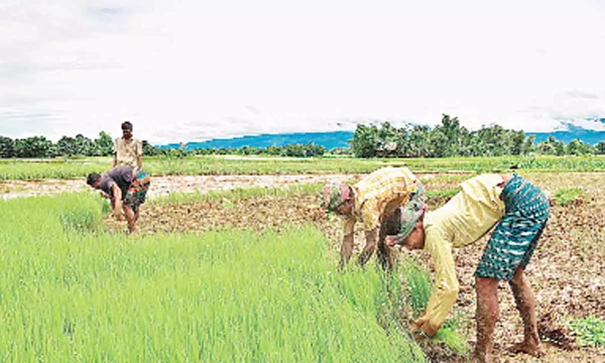 How agriculture could resolve Indias unemployment crisis