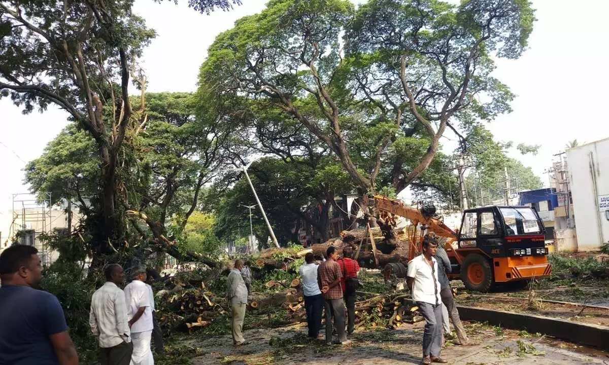 Heavy rain hits Mysuru; car damaged as tree gets uprooted