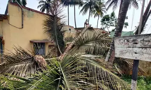 Ranganathittu bird sanctuary closed as over hundred trees fall