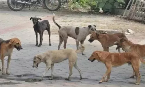 Stray dogs