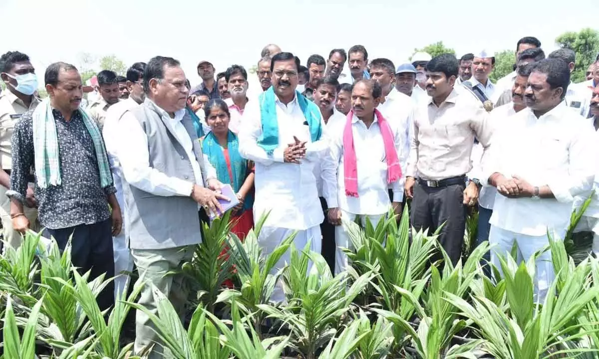 Agriculture Minister Niranjan Reddy along ZP Chairman Dadannagari Vittal Rao inspecting an oil palm nursery in Armoor on Monday