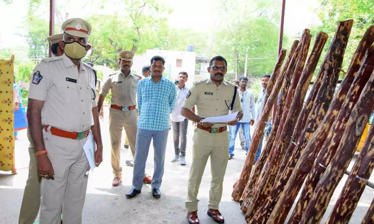 SP K K N Anburajan looking at the seized red sanders logs in Kadapa on Monday.