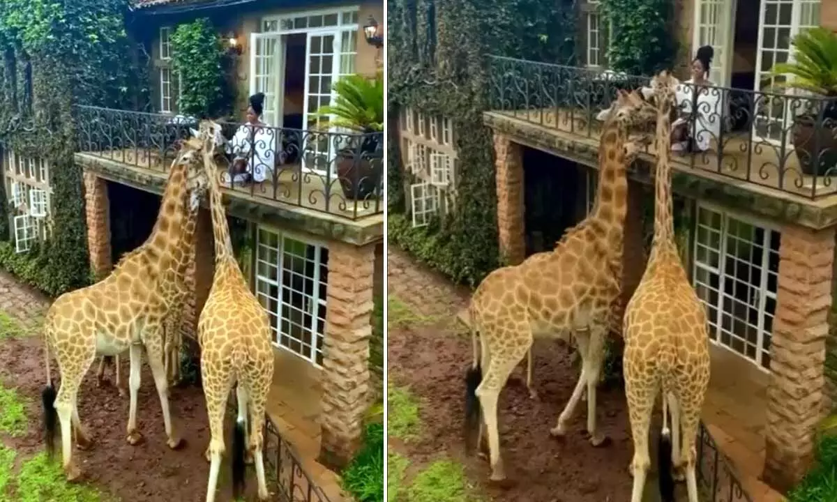 Watch The Trending Video Of A Woman Offering Food To Giraffes