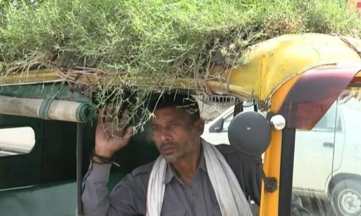 Auto Driver In Delhi Grow Rooftop To Keep His Passengers Cool